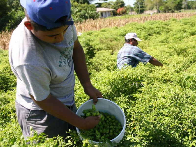 7 Mil jornaleros laboran en la entidad