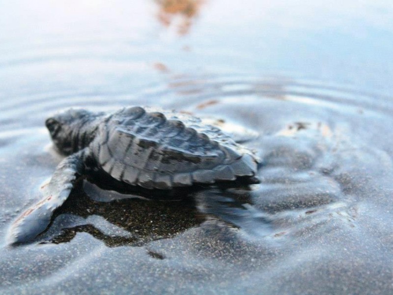 7 mil nidos protegidos durante la temporada de anidación de tortuga