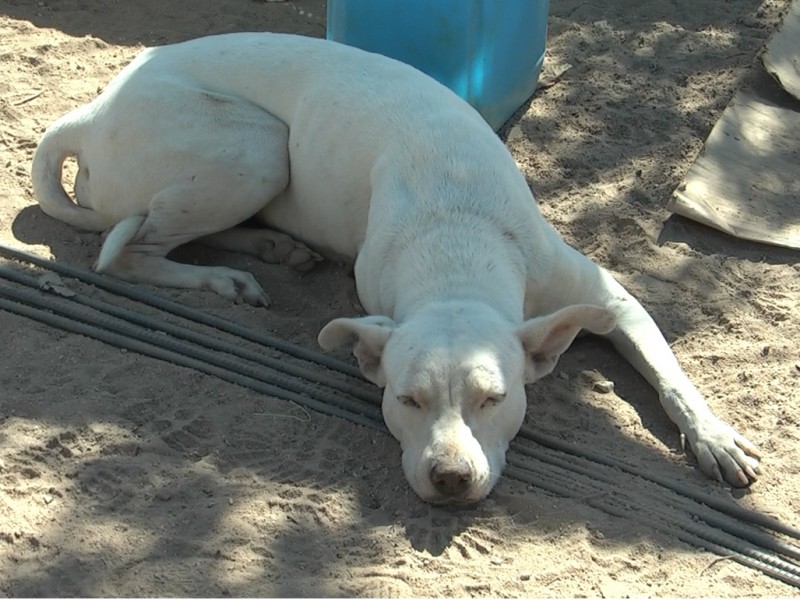 7 perros por cada habitante en Los Cabos