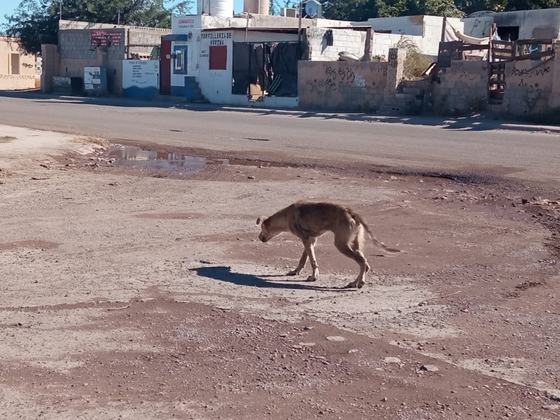 70% de animales en el abandono en México