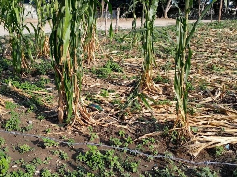 70% del maíz se perdió por sequía en Coahuayutla; Sagadegro