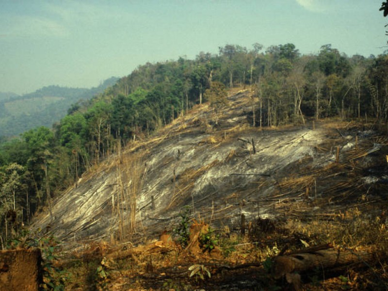 7,1% de los bosques de montaña del mundo se perdieron