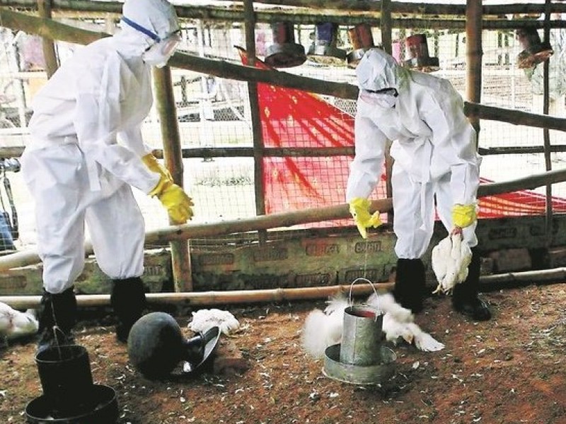731 mil aves fueron sacrificadas por gripe aviar