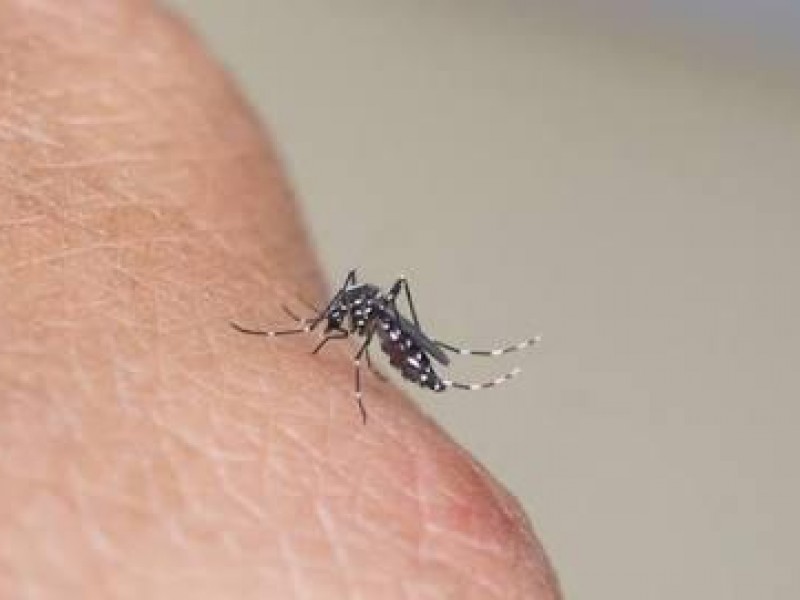 736 casos de dengue comprobados: SESVER