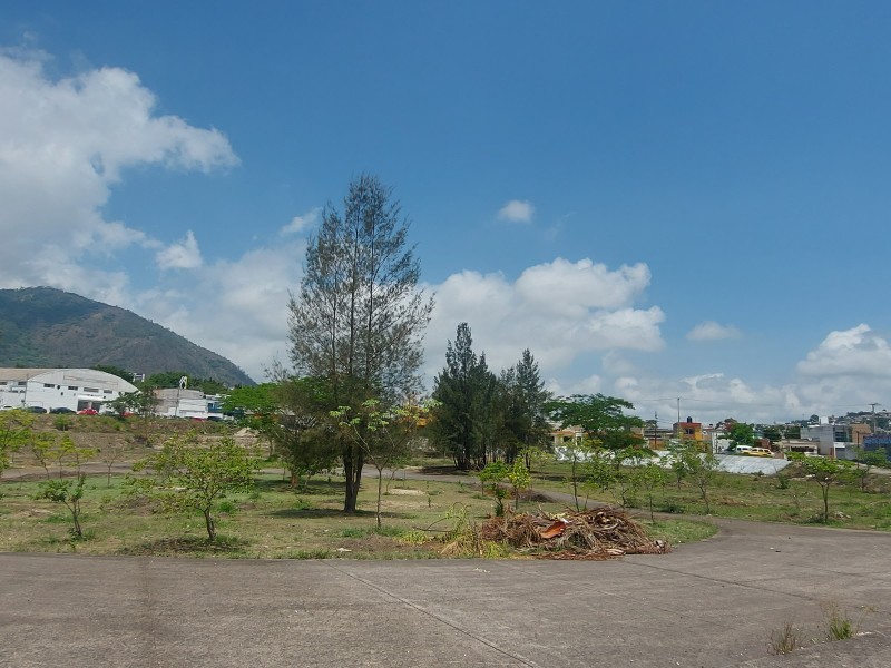 74 árboles reportados en Tepic con alto riesgo de caer