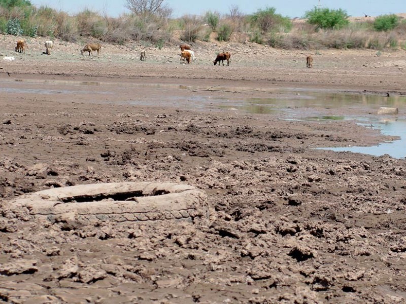 78 municipios veracruzanos con algún grado de sequía