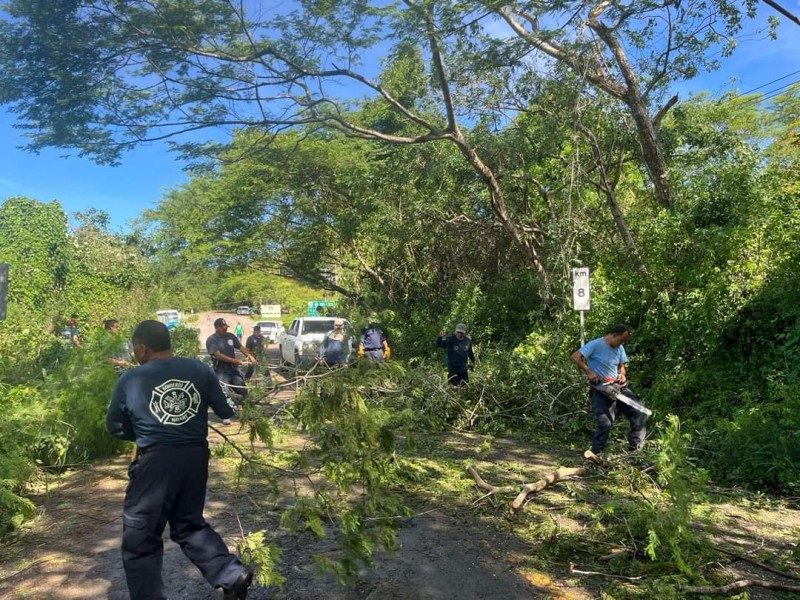 80 árboles caidos dejó Lidia en la Federal 200: SICT