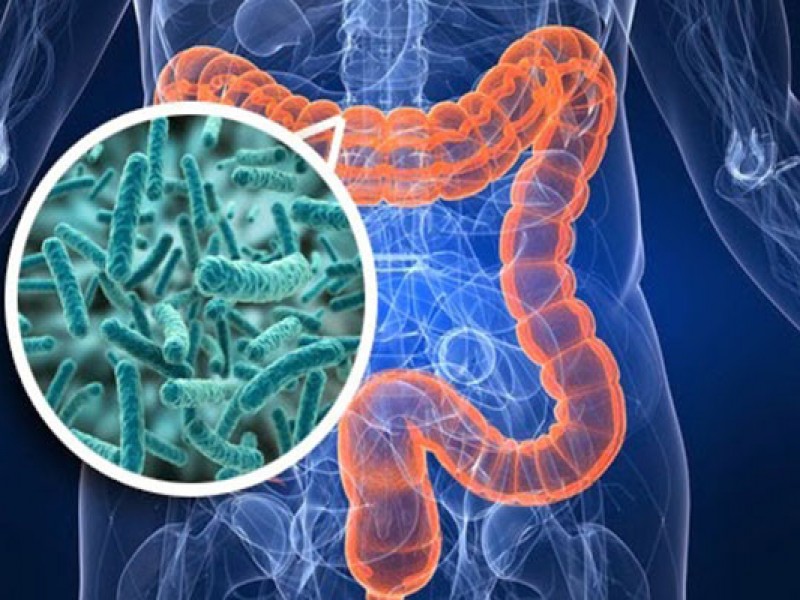80% de las enfermedades gastrointestinales no ocupan antibiótico