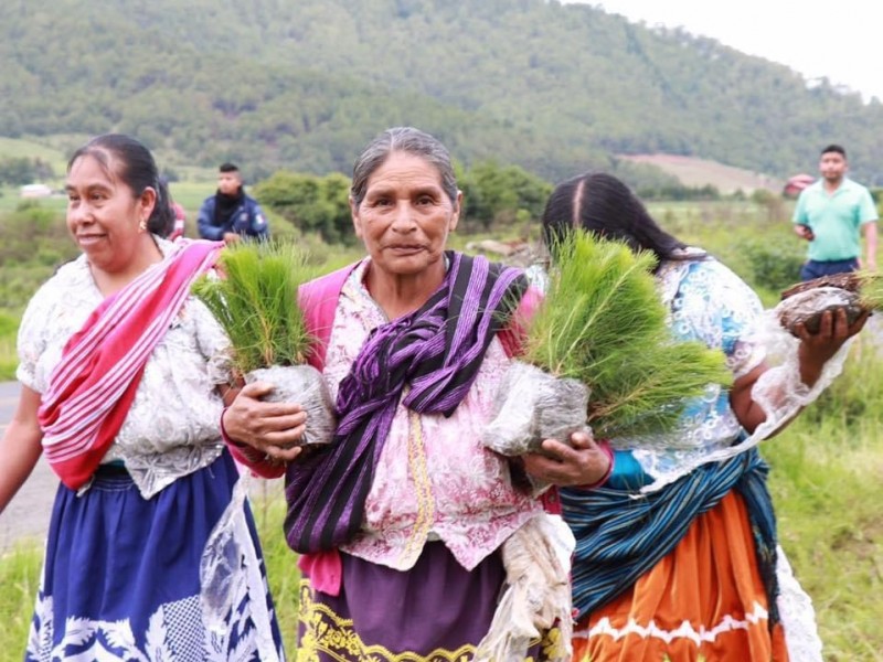 80% de los bosques michoacanos son territorio de pueblos originarios