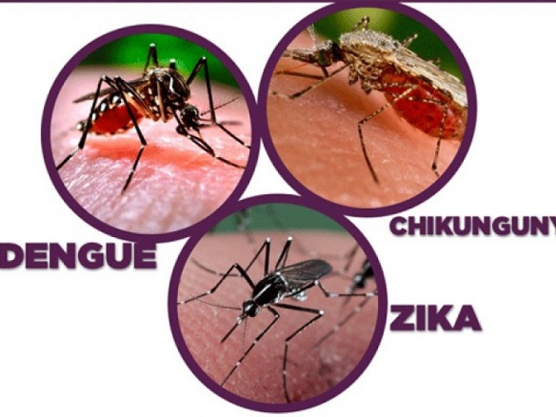 80% población en riesgo por dengue, zika, chikungunya