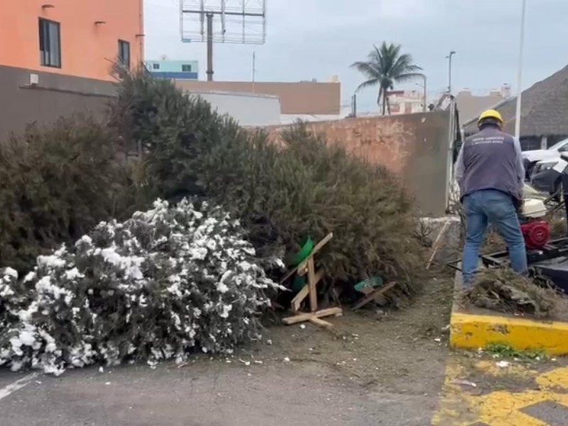 900 arbolitos de navidad se han reciclado en Veracruz