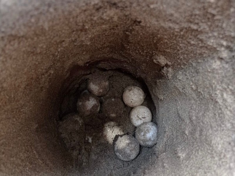900 huevos de tortuga lleva rescatados el campamento 