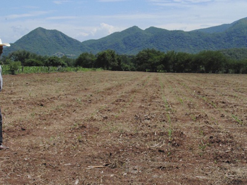 96 municipios de Chiapas afectados por Sequía