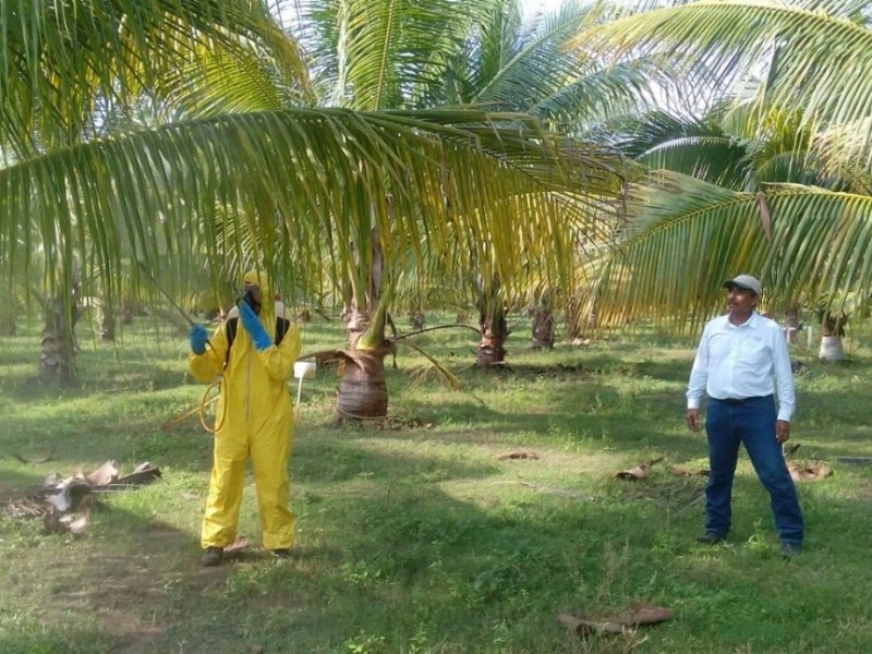 A diagnóstico más de 800 hectáreas de cocoteros