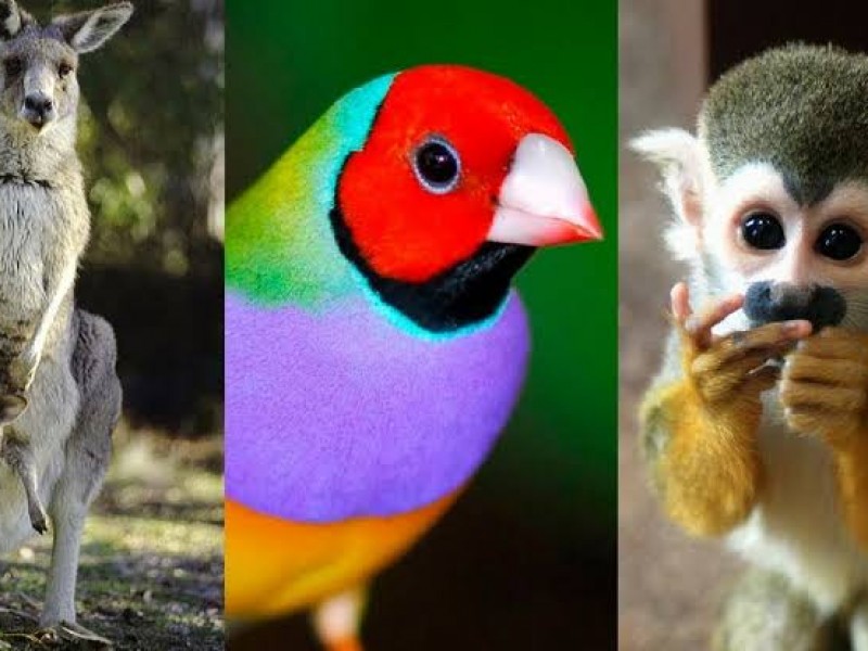 A la alza compra-venta de animales de especies exóticas