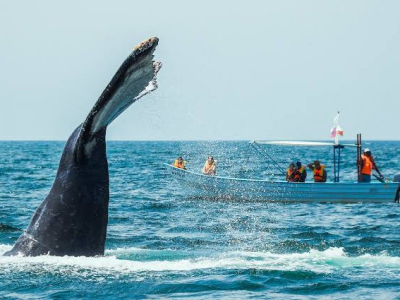 A la alza turismo por avistamiento de ballenas