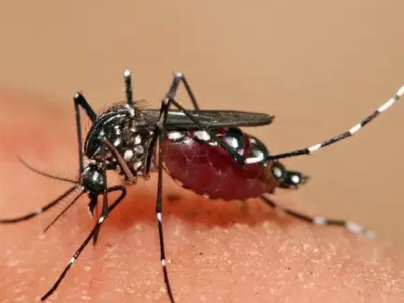 A la baja casos de dengue en Veracruz