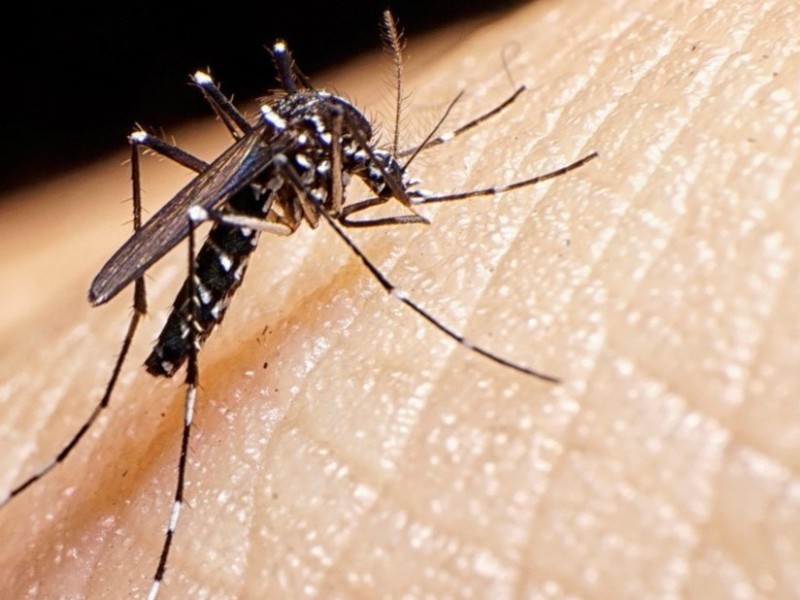 A la baja el dengue, autoridades deben aplicar estrategias preventivas