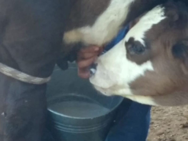 A la baja producción de leche en Colima