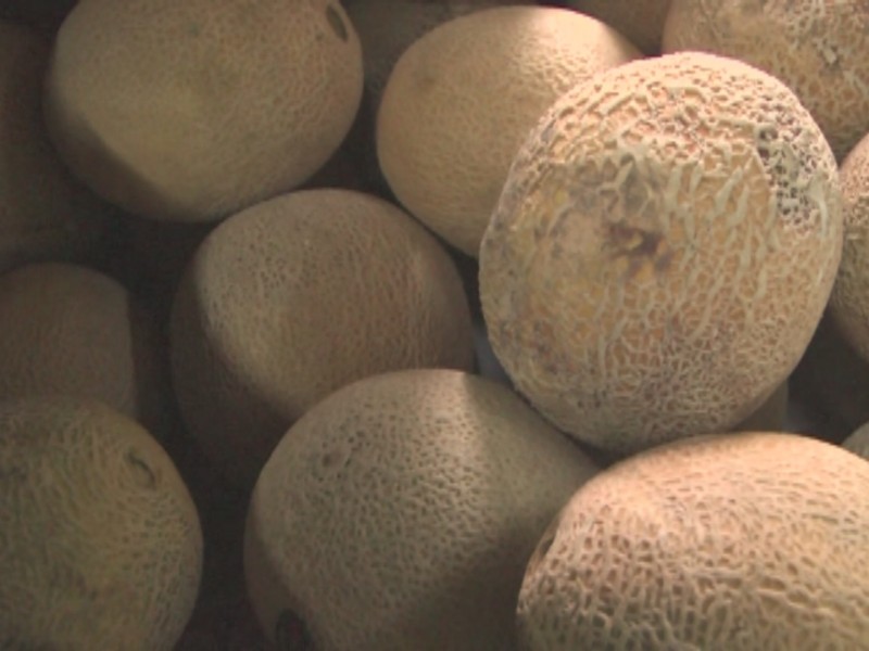 A la baja producción de melón en Colima