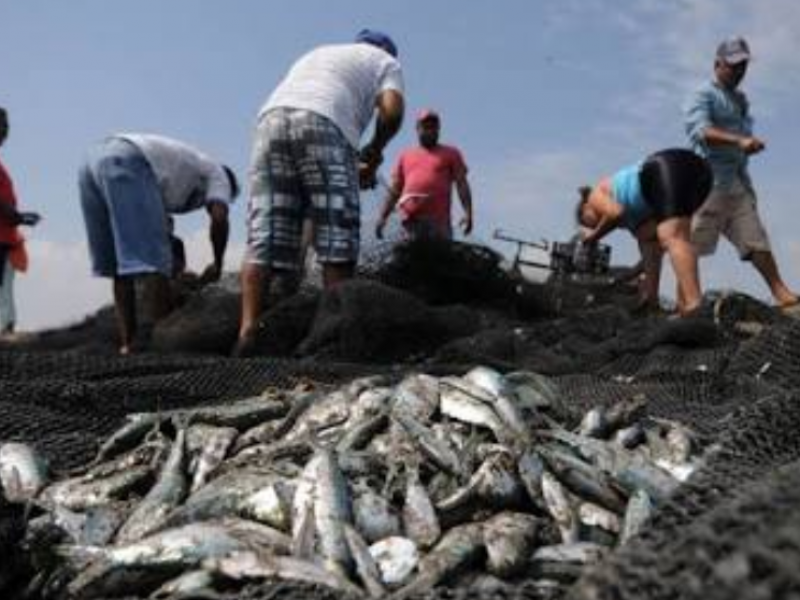 A la baja producción pesquera