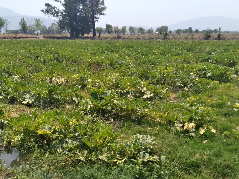 A la deriva pequeños productores agrícolas, ante falta de apoyos