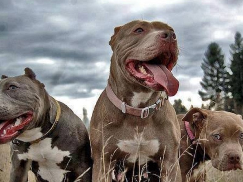 A pesar de ataques rechazan que pitbulls sean agresivos
