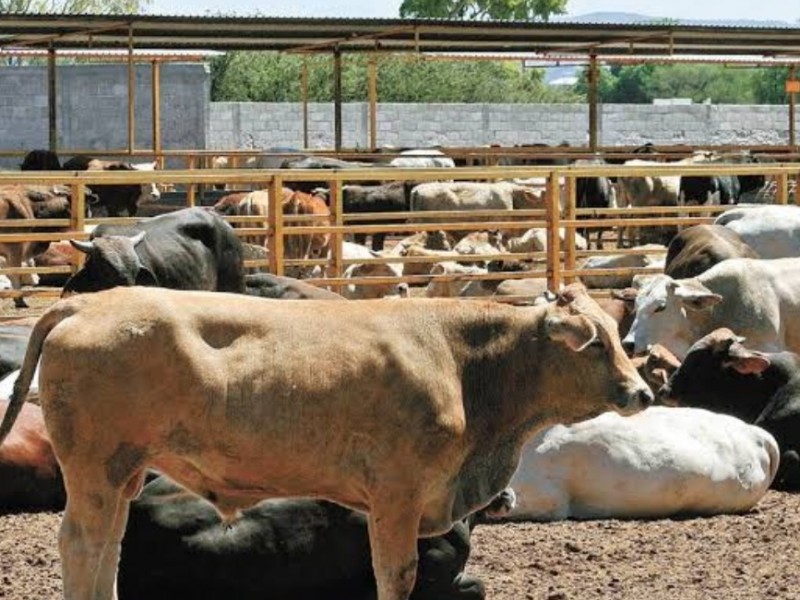 A pesar del abandono ha incrementado la actividad Ganadera