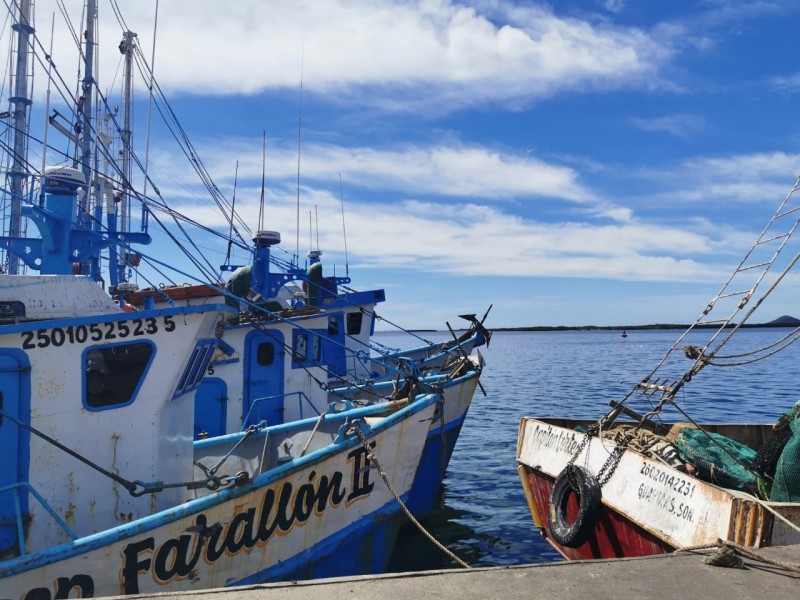 A unos días inicio de veda, armadores reportan bajas capturas