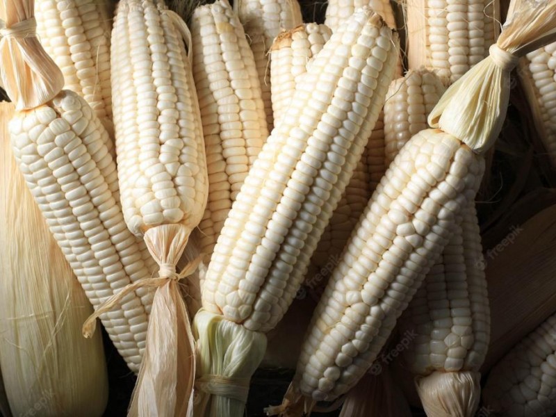 AARFS atención oportuna a la comercialización del maíz