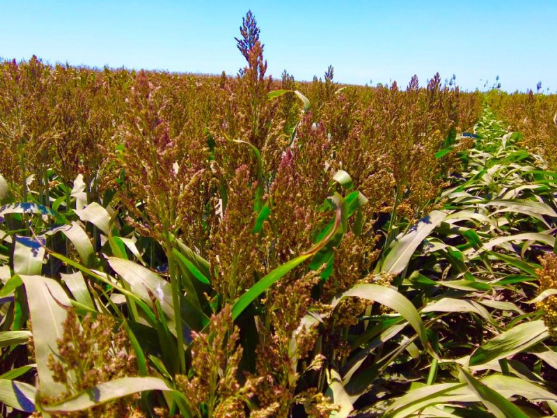 AARFS comienza la recepción de sorgo en sus bodegas