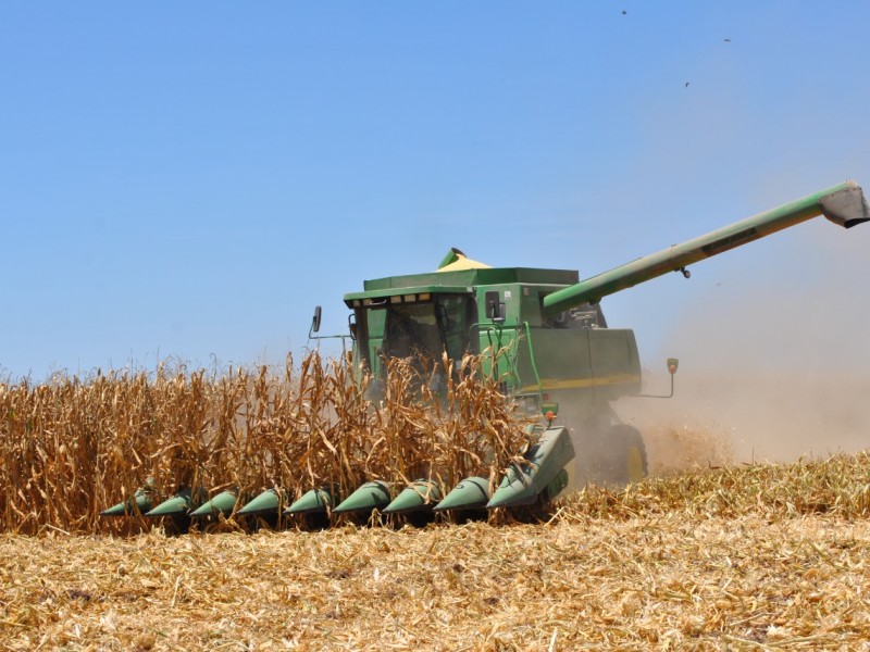 AARFS empieza a liquidar primeras cosechas de maíz