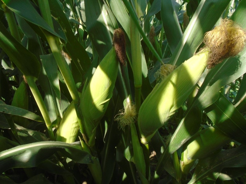AARFS pide frenar importación de maíz blanco