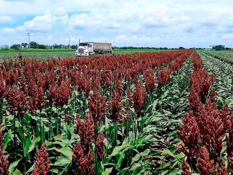 AARFS proyecta buena expectativa en la comercialización del sorgo