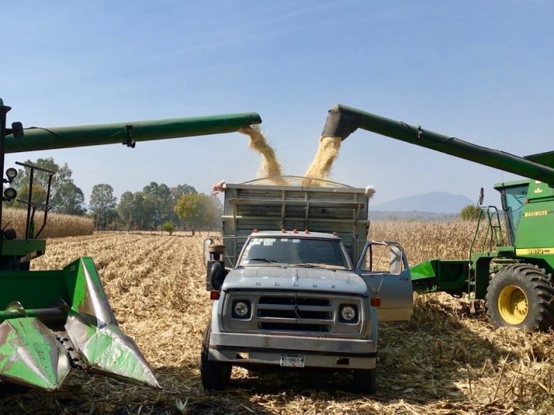 AARSP: Avanza trilla de maíz en Guasave, hay rendimientos favorables
