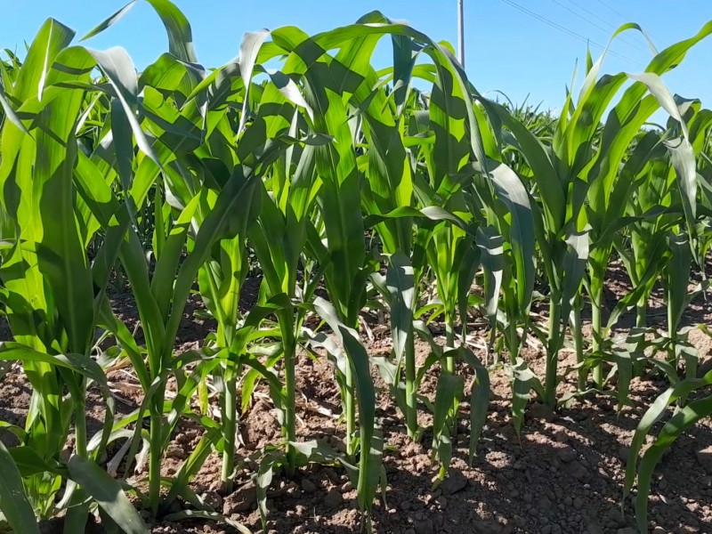 AARSP descarta daños en cultivos por bajas temperaturas en Guasave