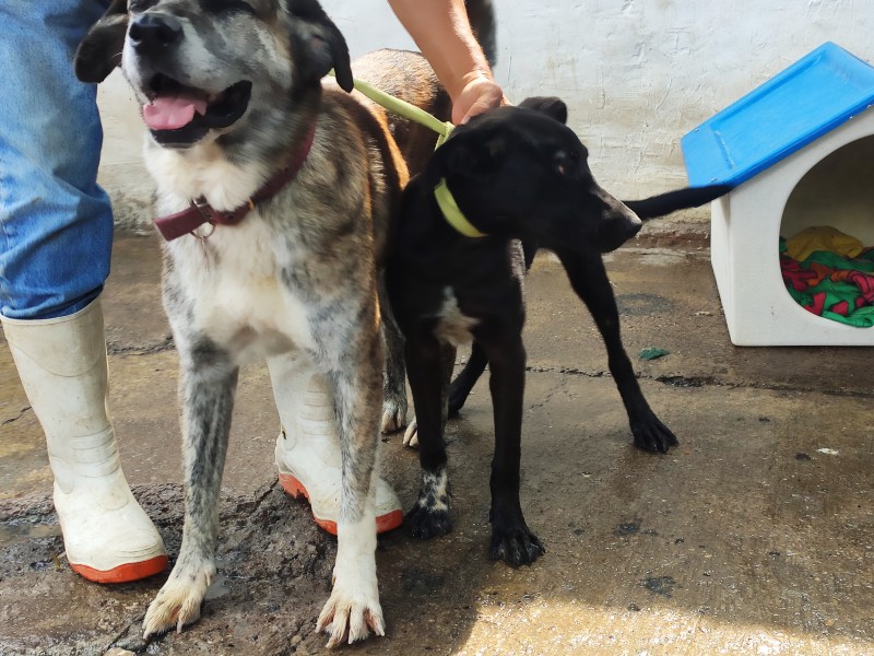 Abandonan a perritos en el cerro de Tequila