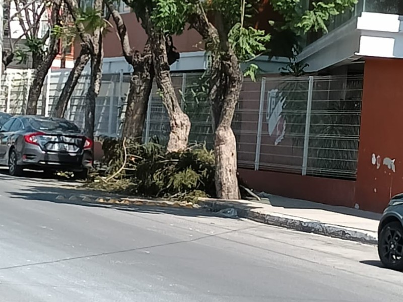 Abandonan basura de poda frente a Centro Escolar
