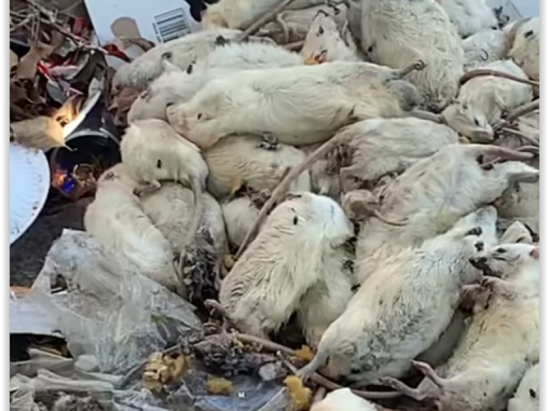 Abandonan decenas de ratas muertas en calle de Xalapa