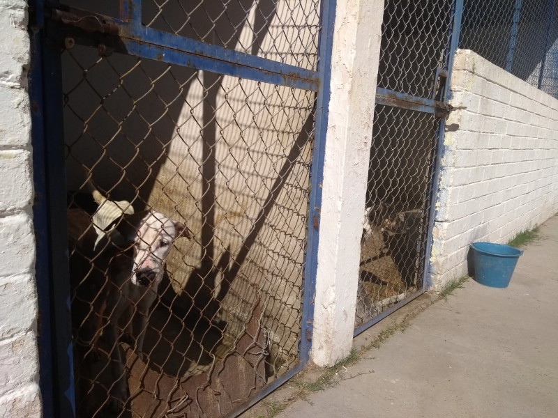 Abandono de mascotas crece, llaman a esterilizar