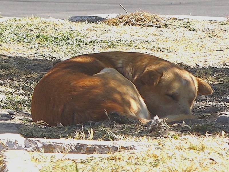 Abandono de mascotas en aumento