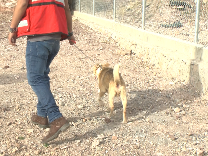 Abandono de perros aumenta sobrepoblación en la capital