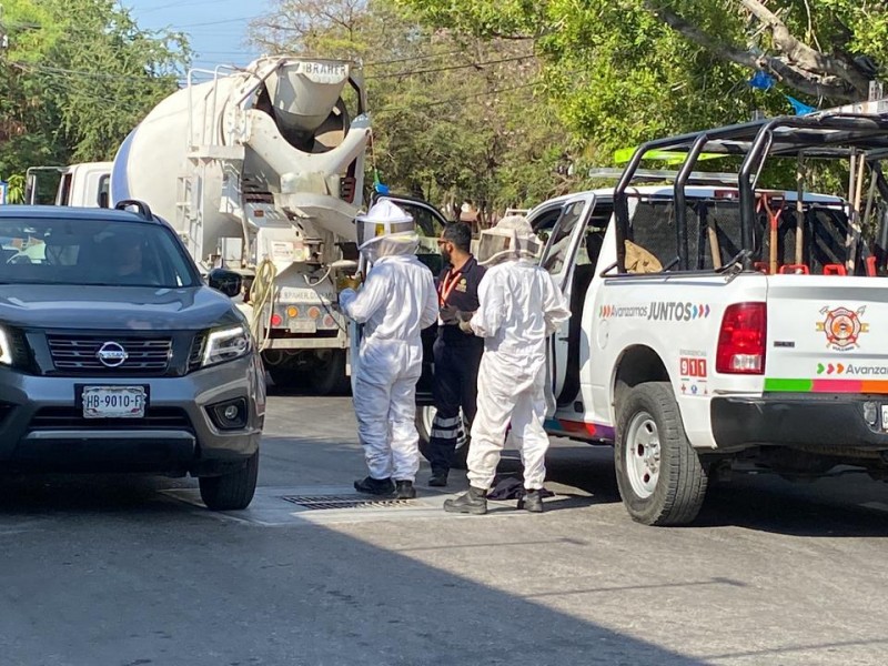 Abejas atacan a 12 personas en colonia Madera de Zihuatanejo