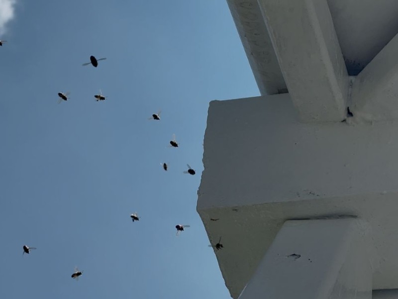 Abejas aterrorizan a transeúntes del Blvd. Atlixco