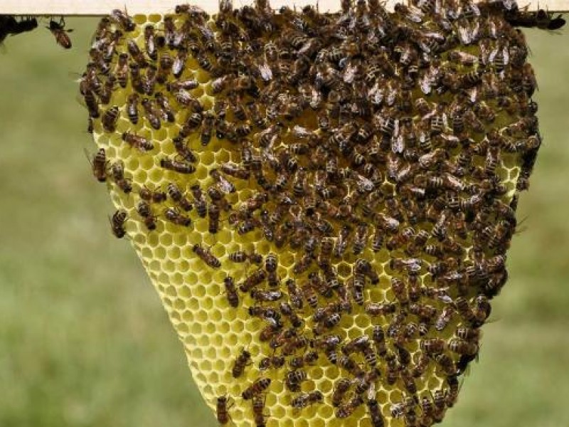 Abejas reaparecen durante el calor,repuntan denuncias en Ahome