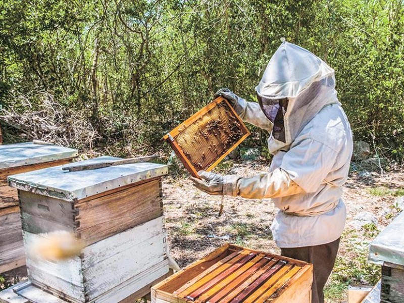 Abejas serán reubicadas por apicultores