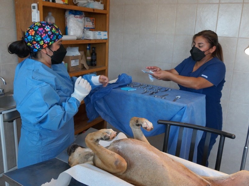 Abre Centro de Control Animal nueva agenda para esterilizaciones