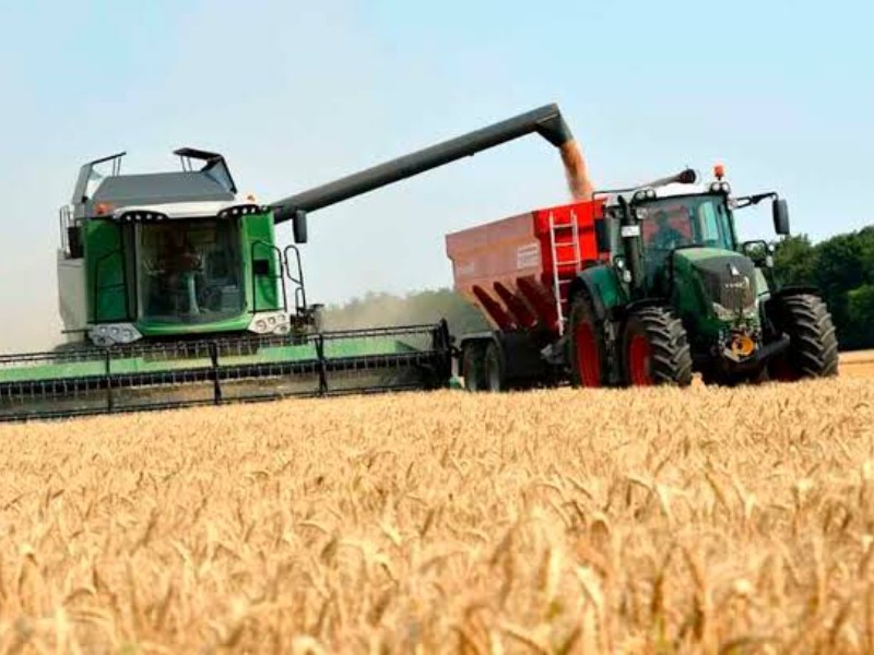 Abren convocatoria de apoyos para agricultores de trigo en Sonora