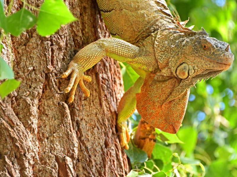 Abren Isla de Orabá tras reproducción de la iguana verde