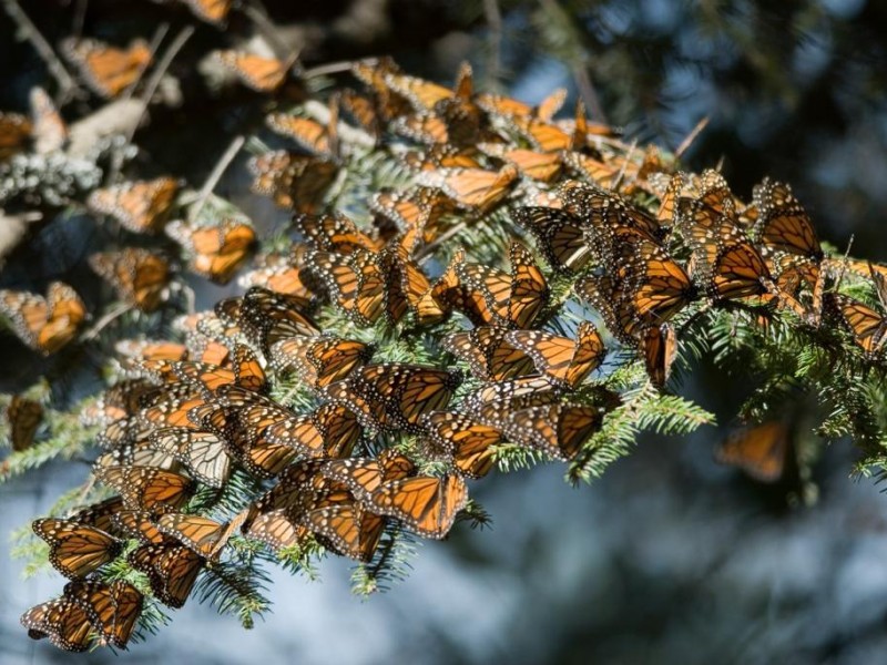 Abren los Santuarios de la Mariposa Monarca en Michoacán